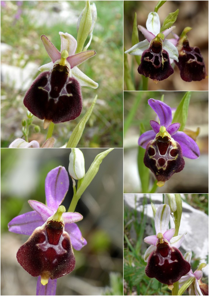 La Valle delle orchidee, Sassano e Monte San Giacomo 9 e 10 maggio 2015